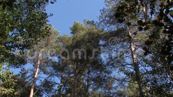 绿松树在蓝天上摇摆视频的预览图