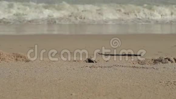沙滩上有波浪的海景多云的天空和热带海滩螃蟹沿着海岸爬行视频的预览图
