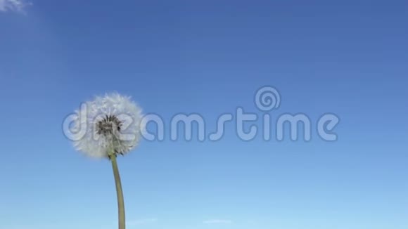 风在蓝天的背景下用白色蒲公英的种子吹去绒毛慢动作视频的预览图