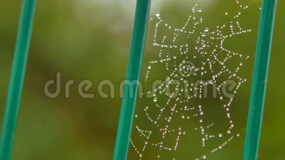 公园里的蜘蛛网视频的预览图
