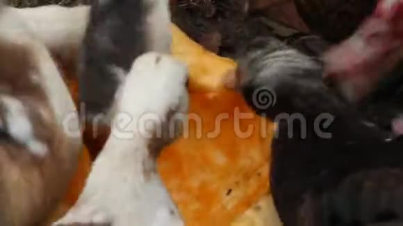 鸭鹅和番鸭在家禽特写中吃南瓜视频的预览图