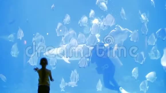 小女孩观察欣赏探索大海及其居民的美丽一群大扁鱼视频的预览图
