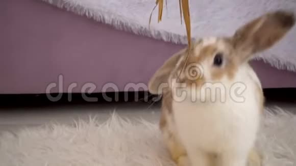 米黄色兔子在工作室的视频视频的预览图