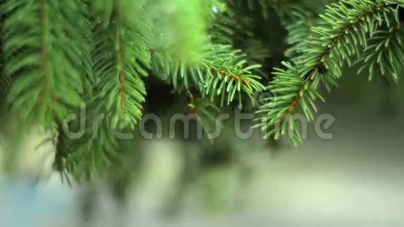 美丽的绿杉枝雨中滴视频的预览图