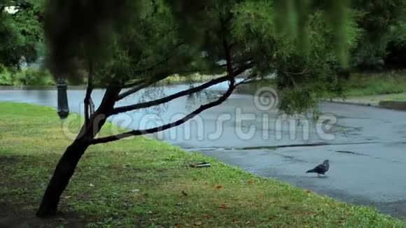 雨后湿漉漉的柏油马路上走着美丽的灰鸽子视频的预览图