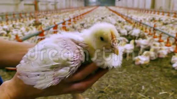 农夫手中的小鸡视频的预览图