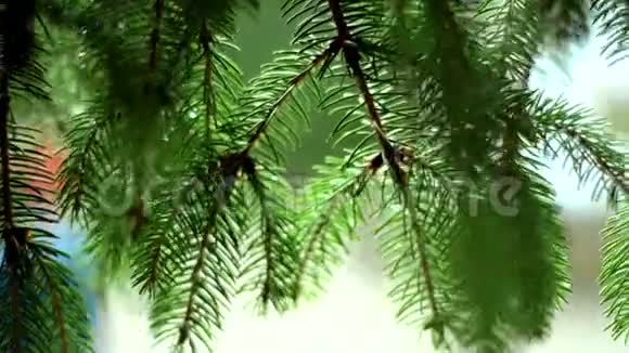 雨中可爱的绿色云杉视频的预览图