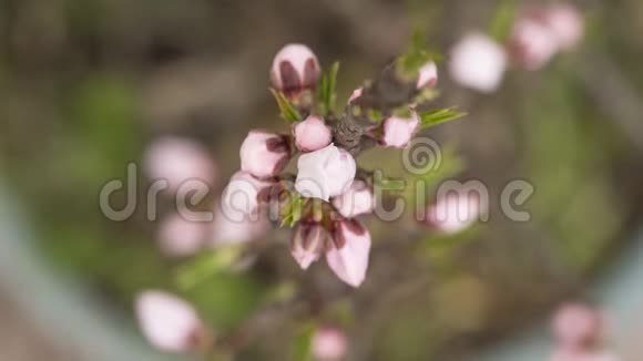 一朵粉红色的桃花从花蕾到完全开放近景4K版视频的预览图