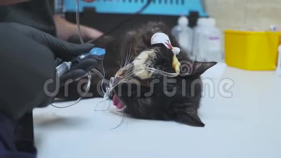 兽医为猫准备手术放置点滴并引入麻醉把手术剪了出来视频的预览图