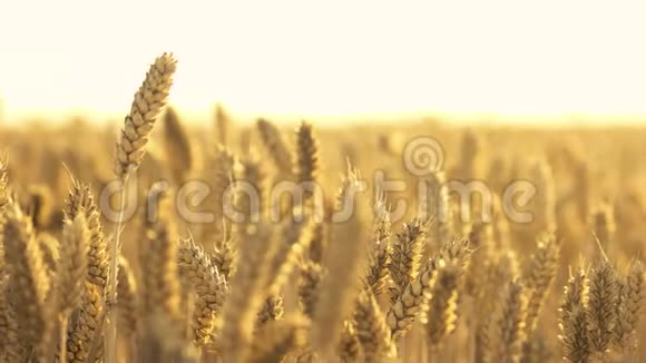 阳光下的小麦穗视频的预览图