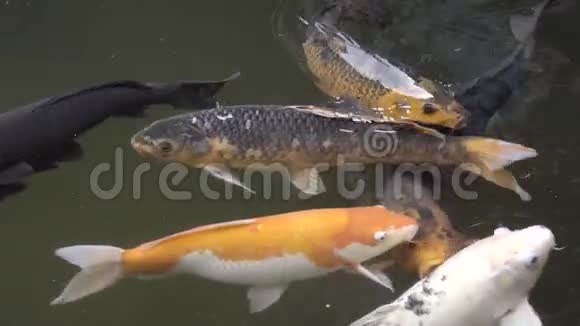 中国池塘里五颜六色的锦鲤视频的预览图