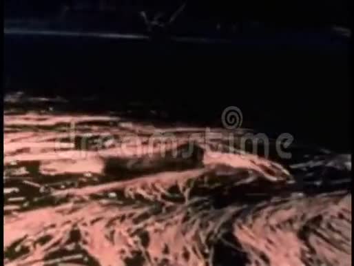 豪猪在河里游泳视频的预览图