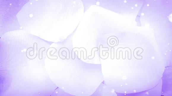 白色玫瑰花瓣背景视频的预览图