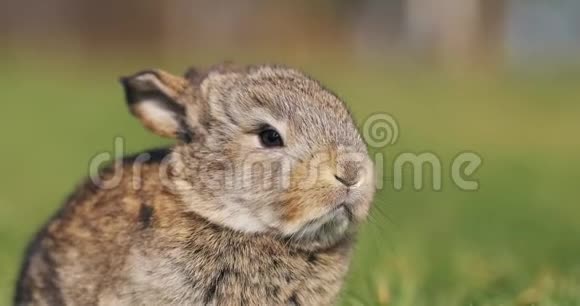 有趣的小灰兔坐在绿草中花园里的复活节兔子视频的预览图