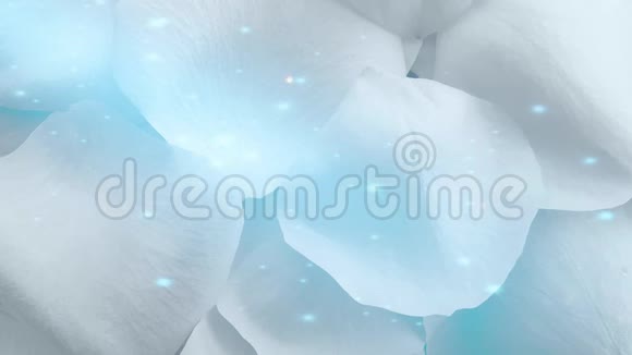 白色玫瑰花瓣背景视频的预览图