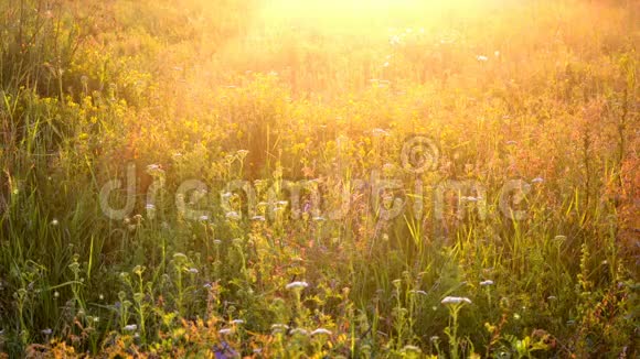 背景植物在日落黎明时在田野上阳光灿烂视频的预览图