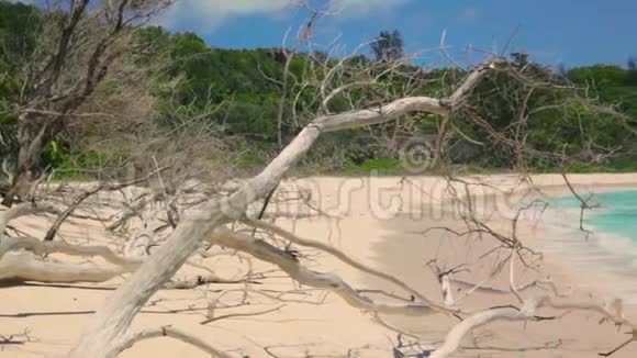 在塞舌尔群岛的白色海滩上死亡的树木和海浪LaDigueAnseCocos视频的预览图