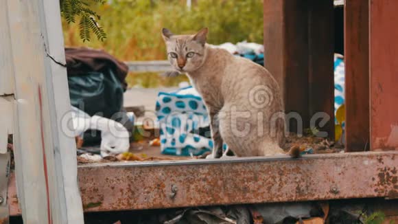 无家可归的美丽的烟猫在破旧的街道上为穷人视频的预览图