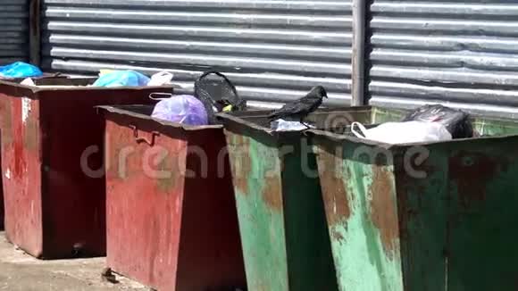 饥饿的乌鸦在垃圾桶里寻找食物视频的预览图