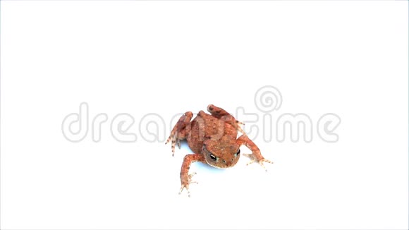 小青蛙被隔离在白色上视频的预览图