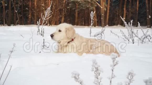 大自然中的宠物一只美丽的金毛猎犬坐在冬天白雪覆盖的森林里视频的预览图