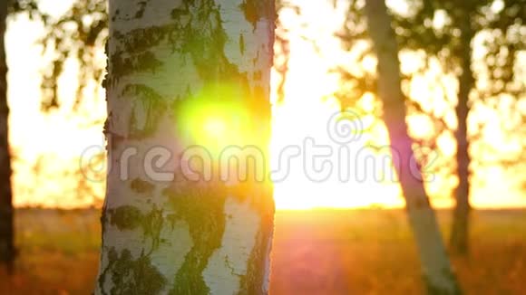 在日落背景下在秋天的森林中特写树干阳光穿过树干这就是视频的预览图