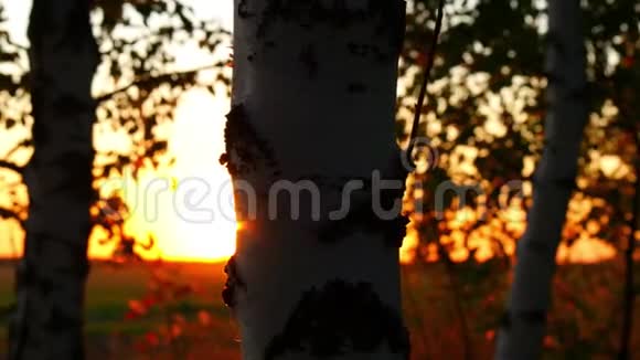 在日落的背景下森林中树干的特写阳光穿过树干运动视频的预览图