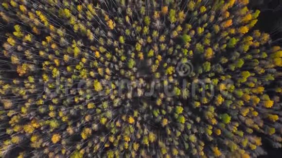黄色的秋天森林秋天的彩色落叶乔木高空俯视图视频的预览图