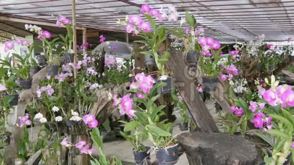 大温室有美丽的百合兰花植物园里许多娇嫩的紫色花朵视频的预览图