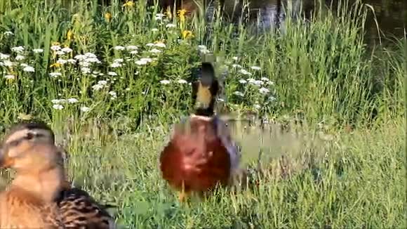 野鸭在大自然中声音视频的预览图