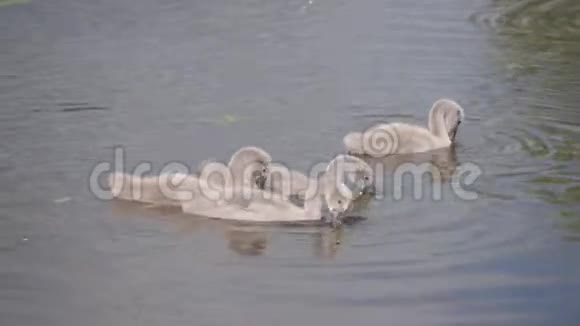 年轻的天鹅在湖上航行在水中狩猎视频的预览图