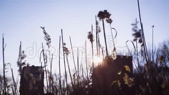 干草随风摇摆风中有小穗的植物视频的预览图