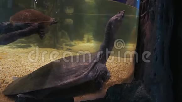 海洋馆里美丽的鱼对水生植物的装饰背景鱼缸里的一条五颜六色的鱼一只小乌龟软软的视频的预览图