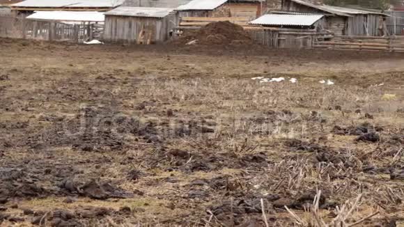 田间被牛粪污染新鲜的牛粪农村4K视频的预览图