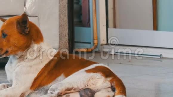 白褐色的流浪狗躺在家具店的街道上靠在一张白色的沙发上视频的预览图
