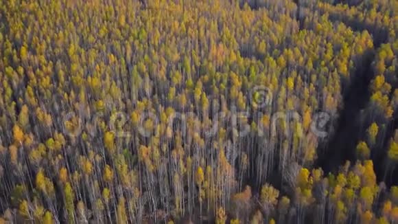 黄色的秋天森林秋天的彩色落叶乔木高空俯视图视频的预览图