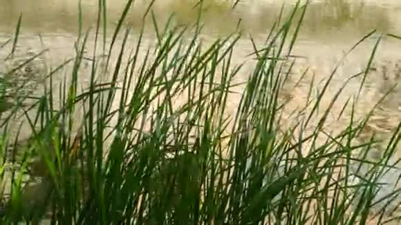 江上绿草地景观视频的预览图