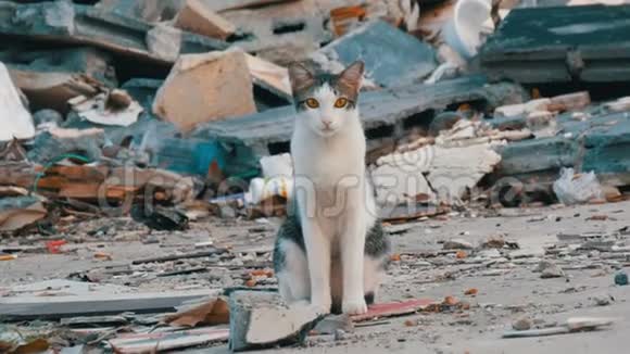 无家可归的美丽的烟猫在破旧的街道上为穷人视频的预览图
