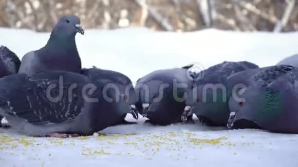 鸽子在雪地里吃谷物媒体公园里一群鸽子在雪地里吃着散落的谷粒视频的预览图