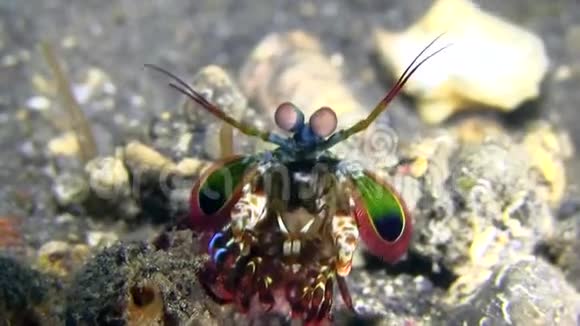 孔雀螳螂奥东直螺龙贝海峡视频的预览图