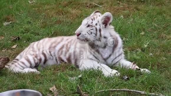 小白虎躺在动物园的草地上四处张望视频的预览图
