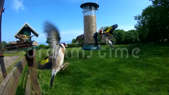 爱尔兰椰子壳金雀食视频的预览图