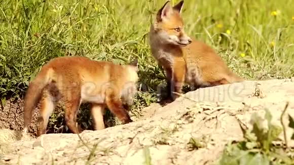 嬉戏的红狐狸幼崽试图捕捉苍蝇视频的预览图