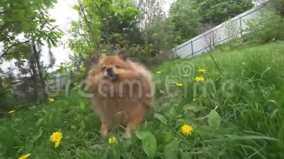 小友好的斯皮茨狗在绿草特写一个红色的波美拉尼亚舌头伸出来视频的预览图