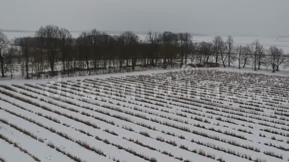 冬季农业农场有弯曲的灌木林线鸟瞰视频的预览图