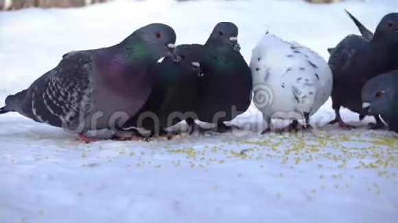 鸽子在雪地里吃谷物媒体公园里一群鸽子在雪地里吃着散落的谷粒视频的预览图