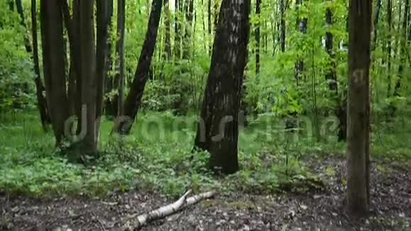 从地面到树梢的全景用稳定镜头拍摄森林高清视频的预览图