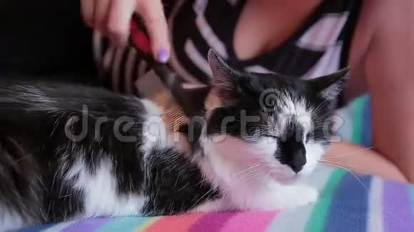 女人梳理黑白猫皮毛视频的预览图