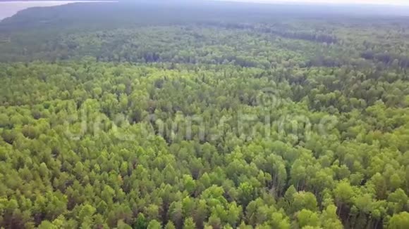 江边无地平线的常绿针叶林从上面可以看到空中景色视频的预览图