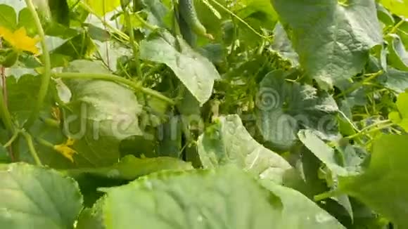 黄瓜的生长和收获视频的预览图